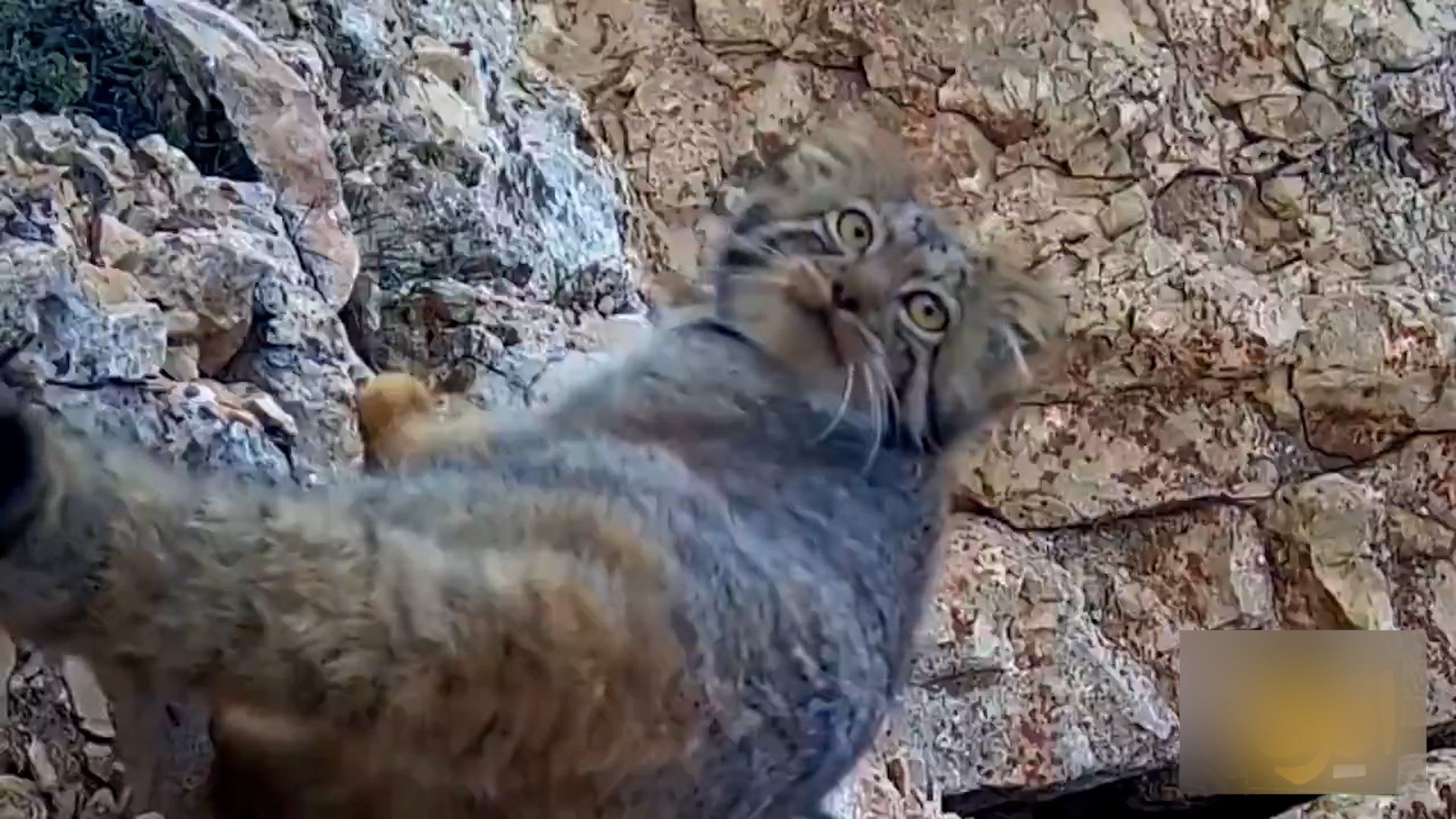 Rare Pallas’s cat captured on camera in northern Iran mountains